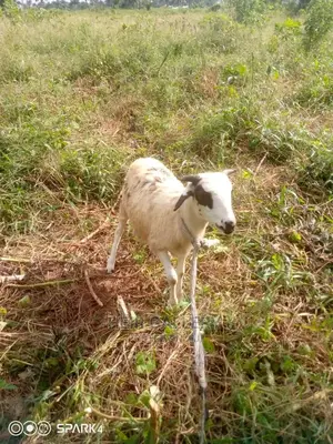 Native Goats,Rams,Native Dwarf Cow,Chickens,Dogs.