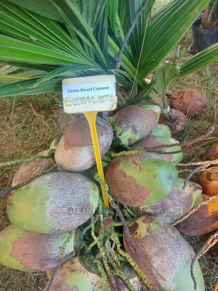 Hybrid Dwarf Coconut