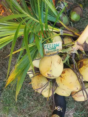 Hybrid Dwarf Coconut