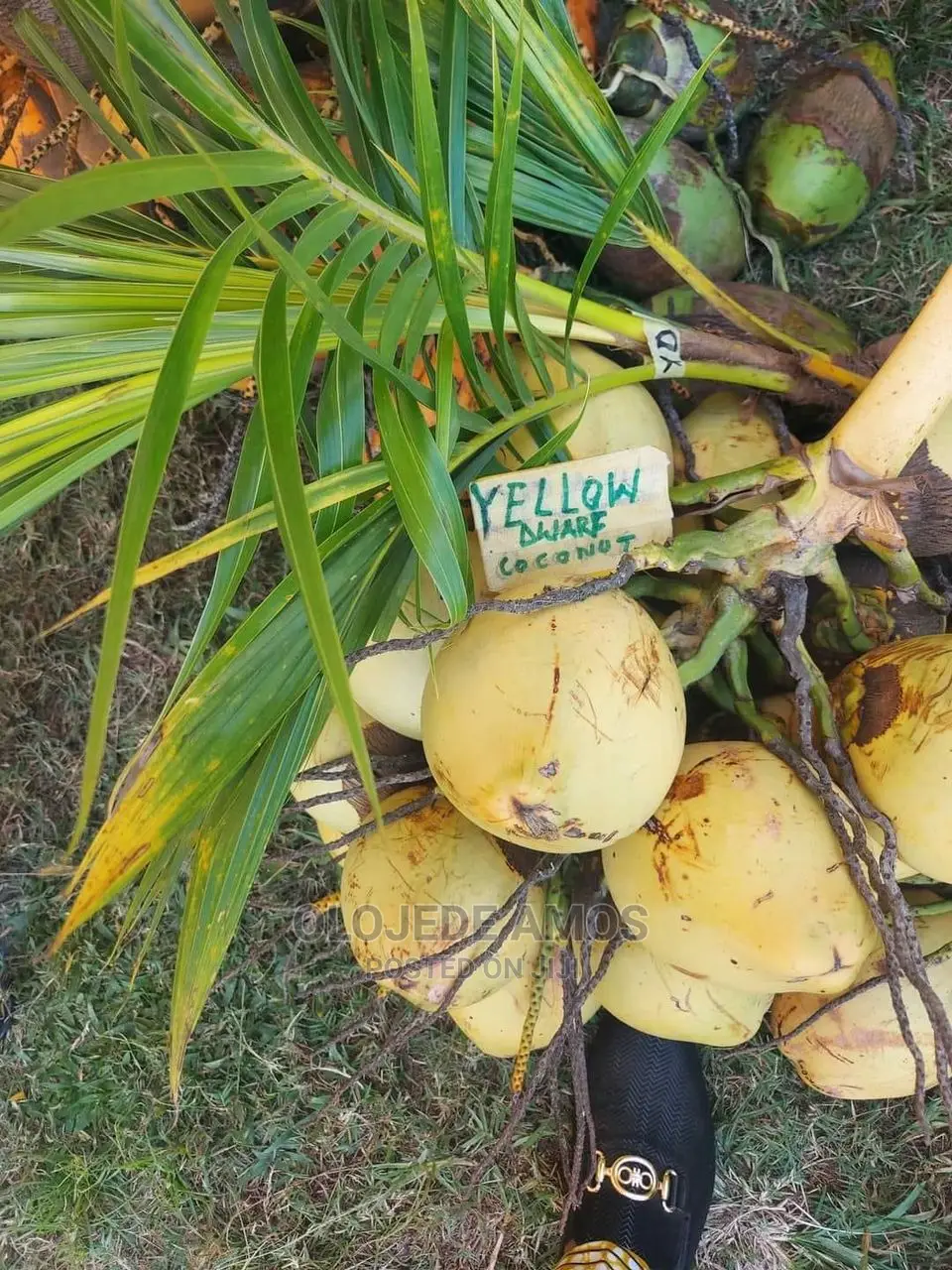 Hybrid Dwarf Coconut