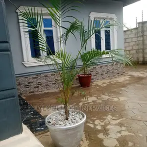 Live Potted Plant for Habitable Living