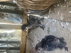 Brahma Chicks for Sale