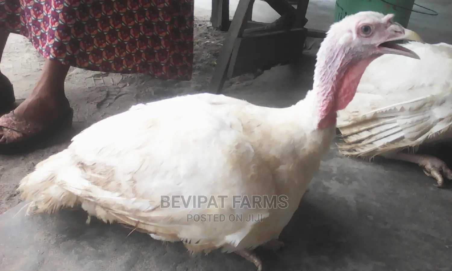 Big Foreign Turkey