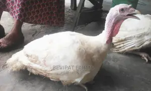 Big Foreign Turkey