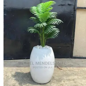 Purchase Mini Palm Plants for Interior Beautification
