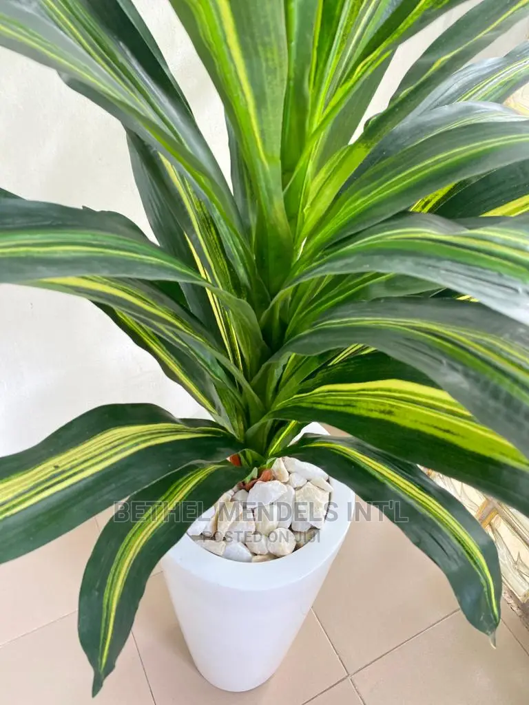 Artificial Plants Sales | Single Dracaena Plants
