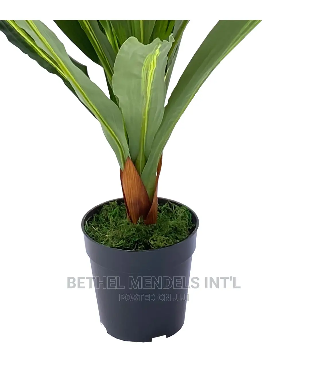 Artificial Plants Sales | Single Dracaena Plants