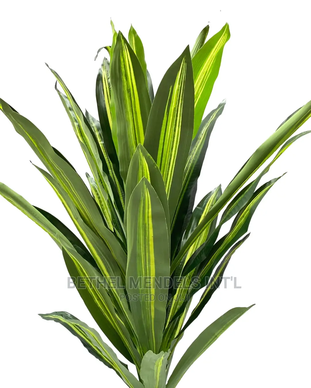 Artificial Plants Sales | Single Dracaena Plants