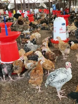 Healthy 5-7 Weeks Noilers Bulk Supply – Ilorin, Kwara