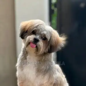 Dog Grooming Service