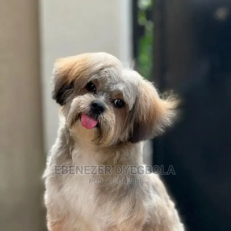 Dog Grooming Service