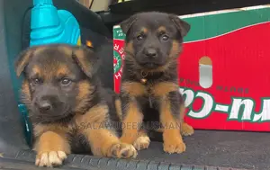 1-3 months Female Purebred German Shepherd
