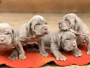 1-3 months Female Purebred Neapolitan Mastiff