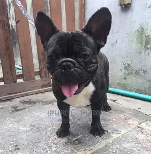 1+ year Male Purebred French Bulldog