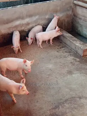 Pigs For Sale (Weaners)