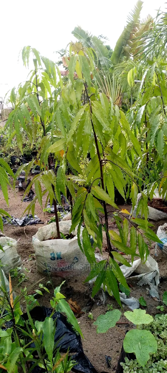 Masquerade Tree for Sale