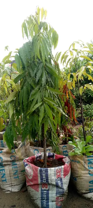 Masquerade Tree for Sale