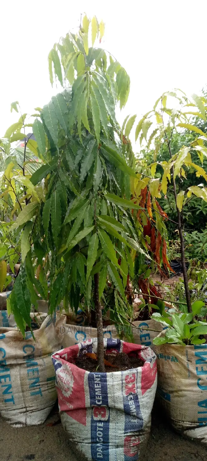 Masquerade Tree for Sale