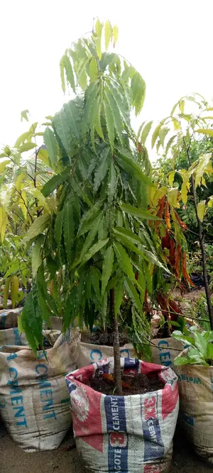 Masquerade Tree for Sale