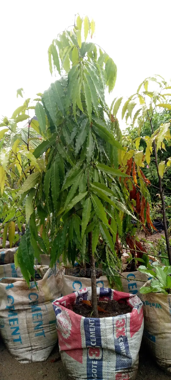 Masquerade Tree for Sale