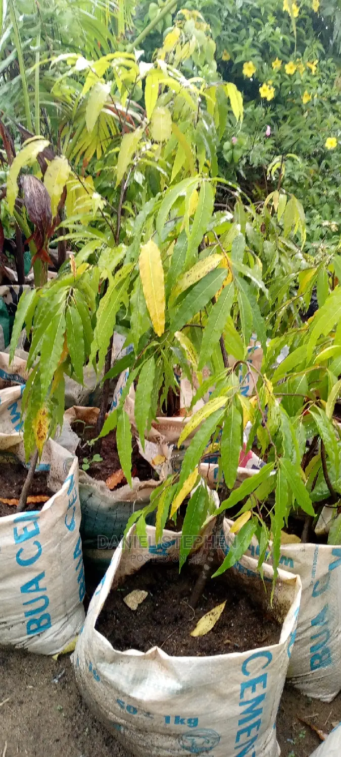 Masquerade Tree for Sale