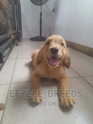 1-3 months Female Purebred Golden Retriever