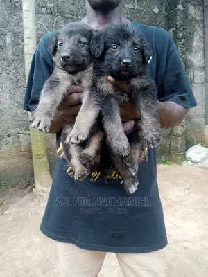 1-3 months Female Purebred German Shepherd