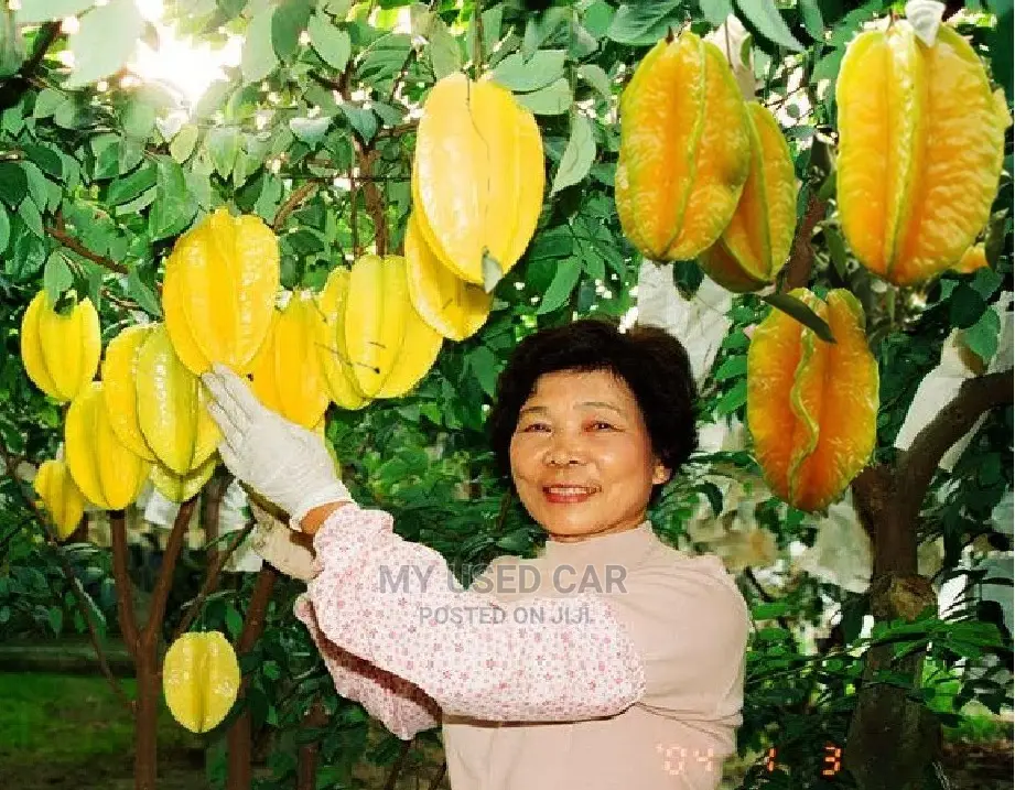 Exotic Fruit Plant, Star Fruit
