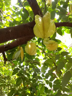 Exotic Fruit Plant, Star Fruit