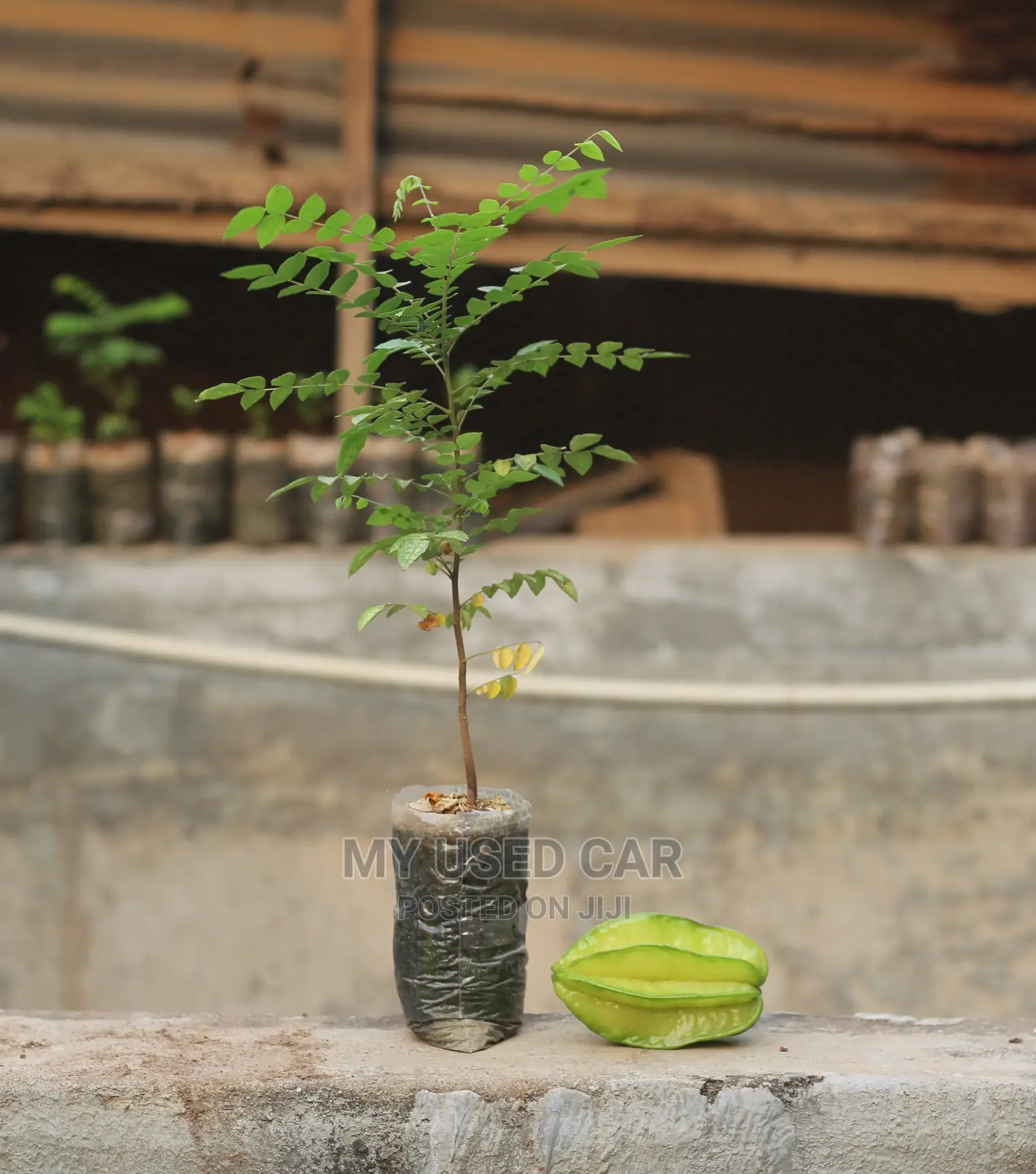 Exotic Fruit Plant, Star Fruit