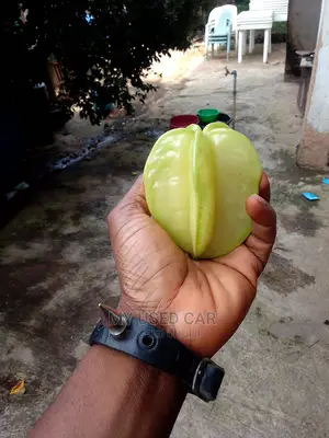 Exotic Fruit Plant, Star Fruit