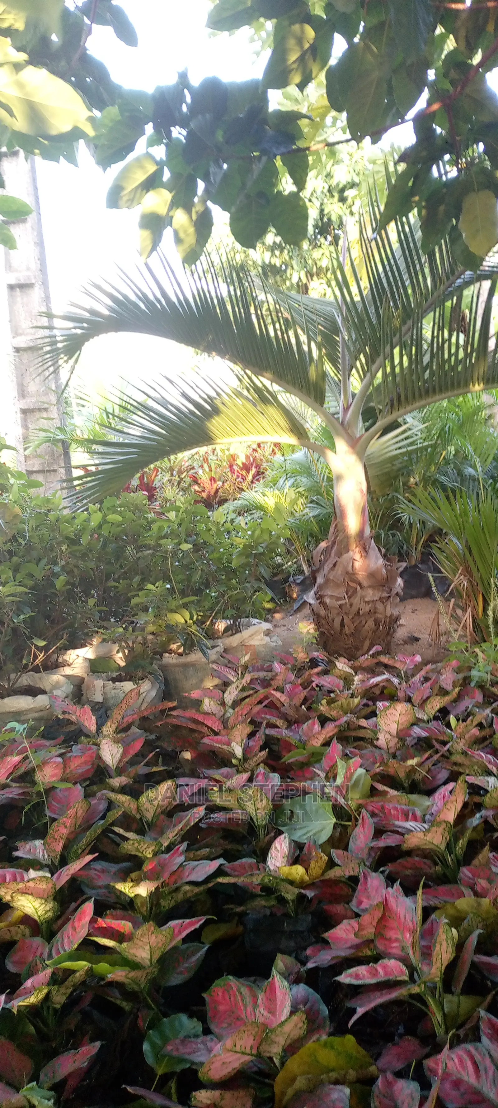 Matured Bottle Palm for Sale
