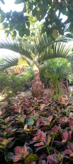 Matured Bottle Palm for Sale