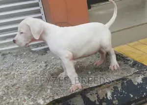 1-3 months Male Purebred Dogo Argentino