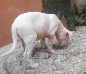 1-3 months Male Purebred Dogo Argentino