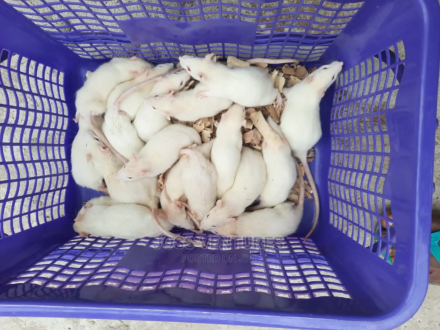 Albino Rats