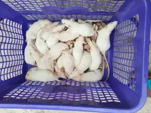 Albino Rats