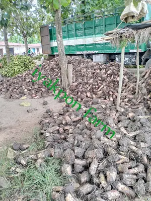 Cameroonian Gaint Plantain Suckers
