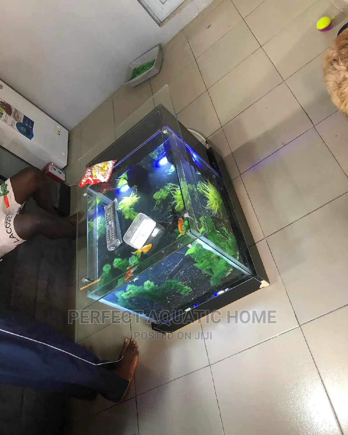 Center Table Aquarium (Black)