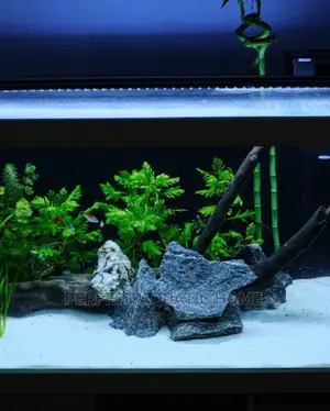 Aquarium Fish Tank