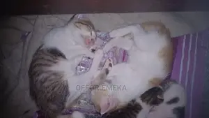 0-1 month Female Mixed Breed Ocicat