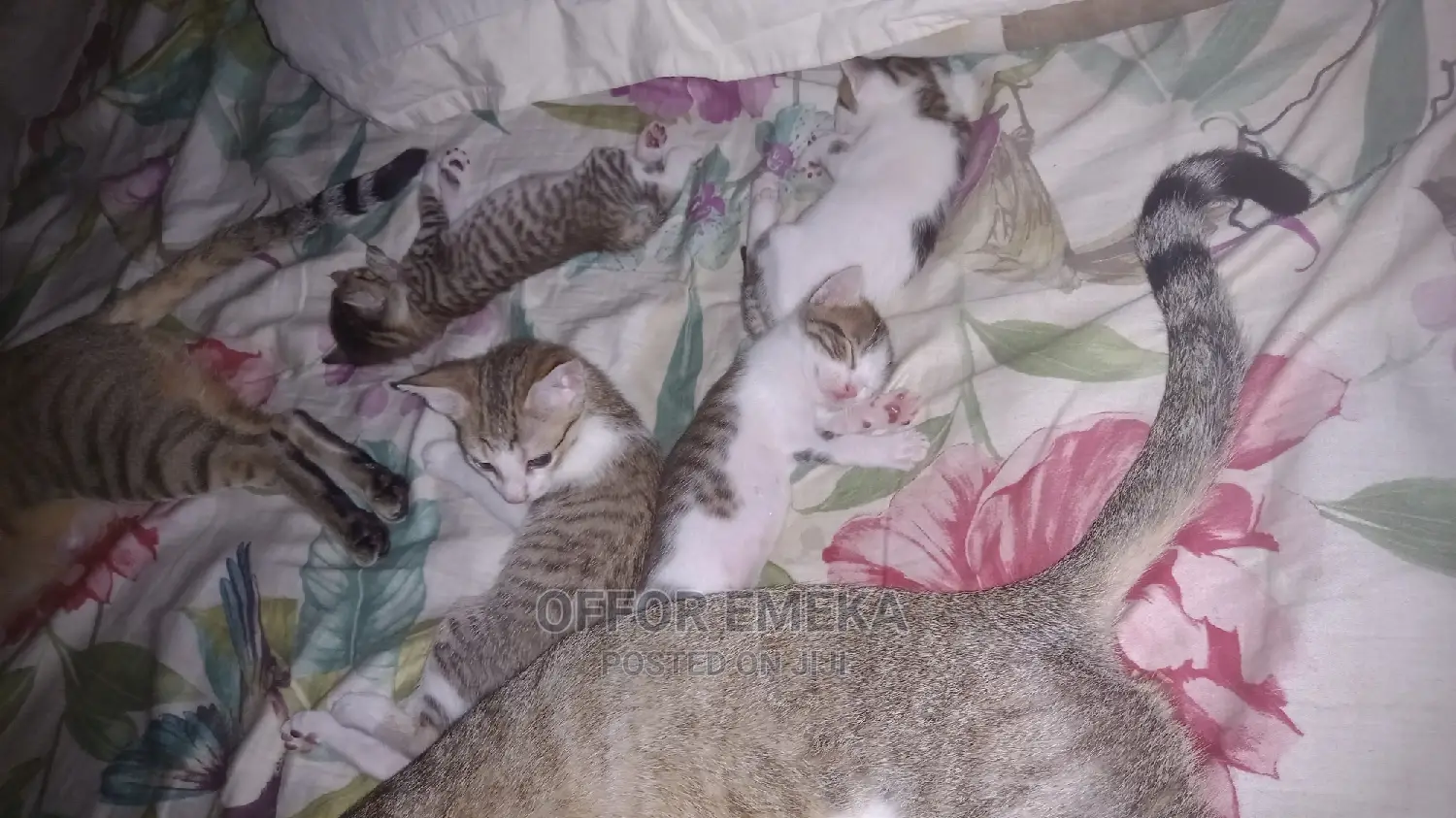 0-1 month Female Mixed Breed Ocicat