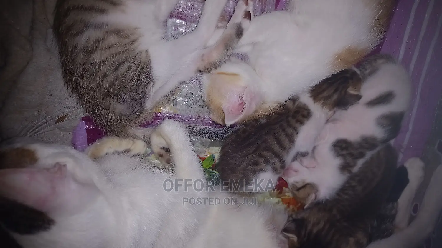 0-1 month Female Mixed Breed Ocicat