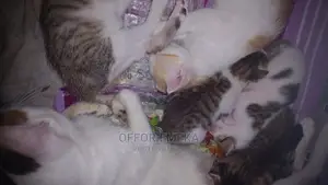 0-1 month Female Mixed Breed Ocicat