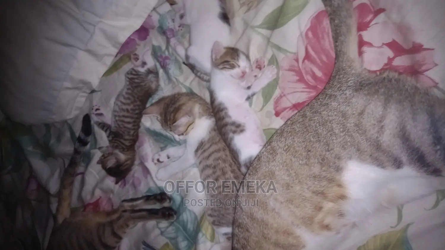 0-1 month Female Mixed Breed Ocicat