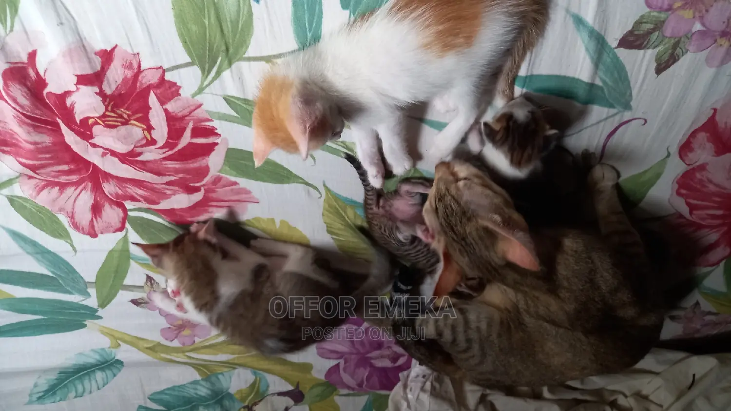 0-1 month Female Mixed Breed Ocicat
