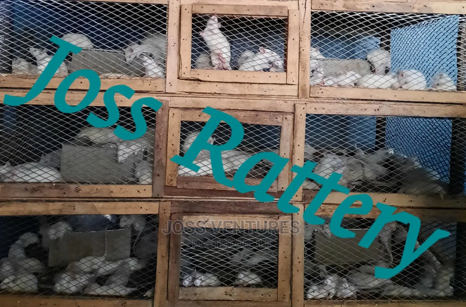 Albino Rats
