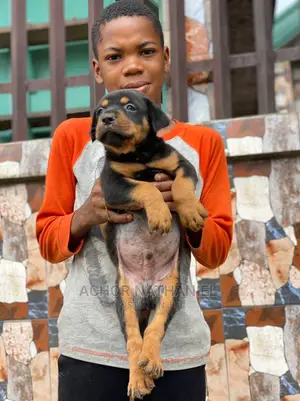 1-3 months Male Purebred Rottweiler