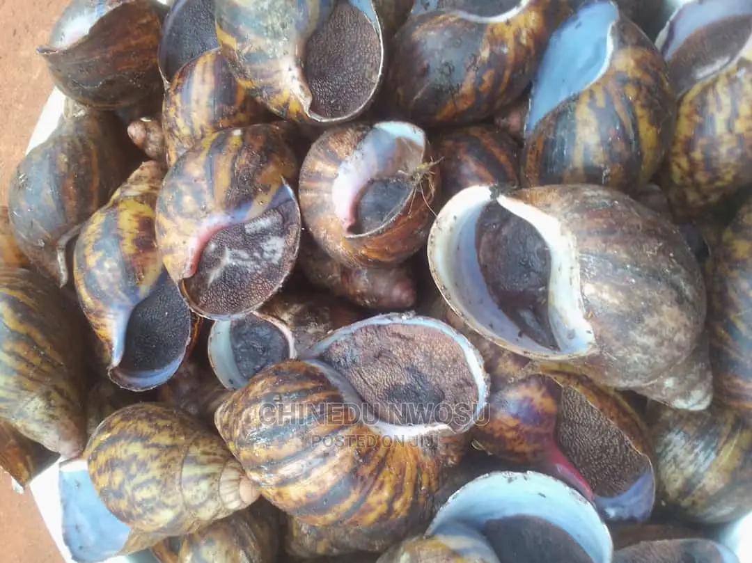 Breeders Snail And Medium Sized Snails