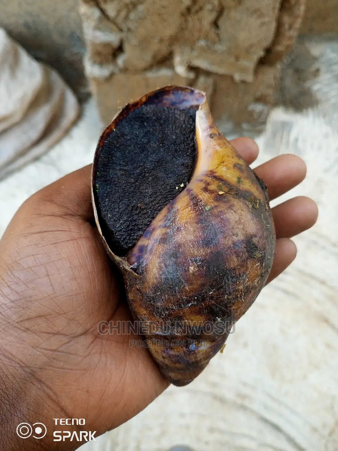 Breeders Snail And Medium Sized Snails